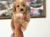 Pamuk Gibi Maltipoo Yavrularımız Yeni Ailesini Arıyor  Min
