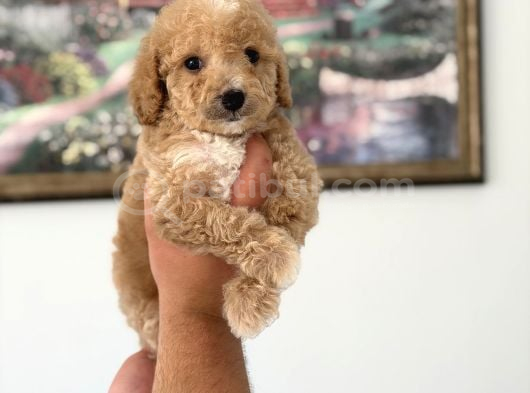 Pamuk Gibi Maltipoo Yavrularımız Yeni Ailesini Arıyor  Min görsel