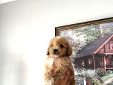Pamuk Gibi Maltipoo Yavrularımız Yeni Ailesini Arıyor  Min