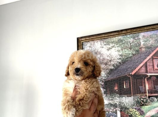 Pamuk Gibi Maltipoo Yavrularımız Yeni Ailesini Arıyor  Min görsel