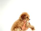 Pamuk Gibi Maltipoo Yavrularımız Yeni Ailesini Arıyor  Min