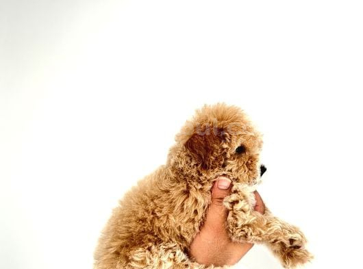 Pamuk Gibi Maltipoo Yavrularımız Yeni Ailesini Arıyor  Min