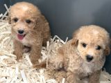 Pamuk Gibi Maltipoo Yavrularımız Yeni Ailesini Arıyor  Min