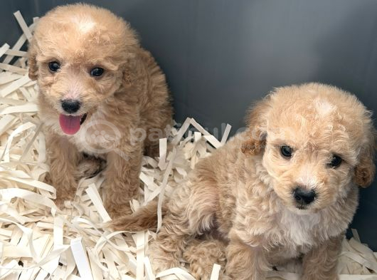 Pamuk Gibi Maltipoo Yavrularımız Yeni Ailesini Arıyor  Min görsel