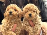 Kıvırcık Orjinal Maltipoo Yavrularımız Tüy Dökmez Kokuyapmaz