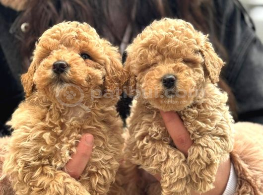 Kıvırcık orjinal Maltipoo yavrularımız tüy dökmez kokuYapmaz