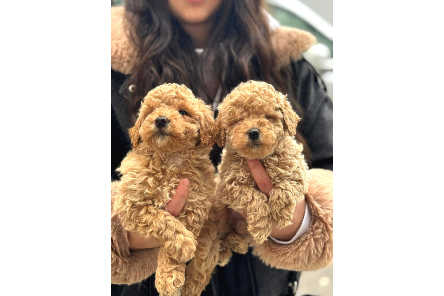 Kıvırcık Orjinal Maltipoo Yavrularımız Tüy Dökmez Kokuyapmaz