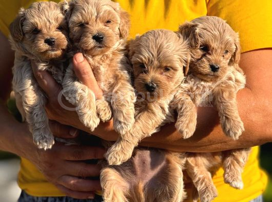 Sevgi Ve Kucak Delisi Maltipoo Bebişler görsel