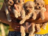 Sevgi Ve Kucak Delisi Maltipoo Bebişler