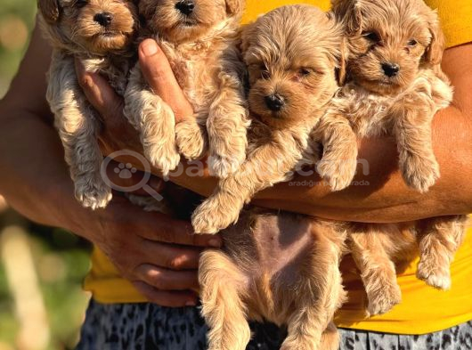 Sevgi ve kucak delisi maltipoo Bebişler