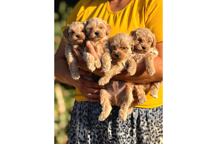 Sevgi Ve Kucak Delisi Maltipoo Bebişler