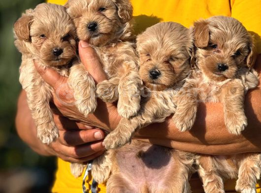 Sevgi Ve Kucak Delisi Maltipoo Bebişler görsel