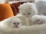 dünyalar tatlısı British Longhair bebeklerimiz