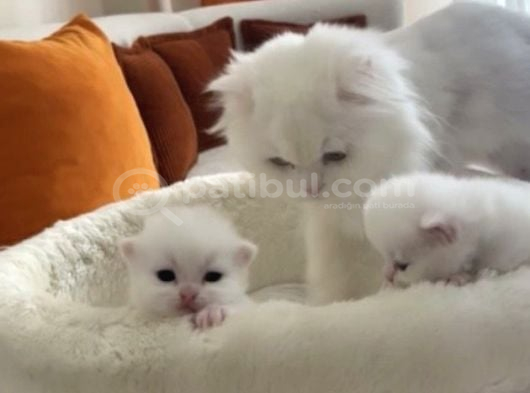 dünyalar tatlısı British Longhair bebeklerimiz