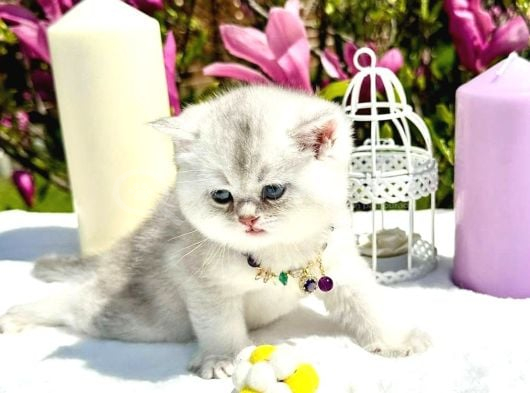 Show Kali̇te Bebekler görsel
