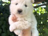 Kartopu Safkan Samoyed Yavrusu