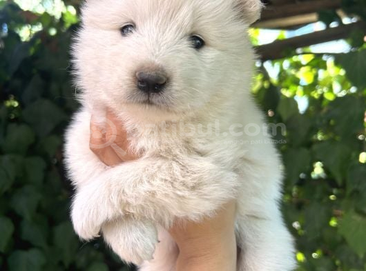 KARTOPU Safkan SAMOYED Yavrusu