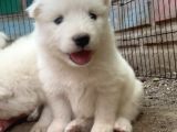 Kartopu Safkan Samoyed Yavrusu