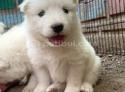 Kartopu Safkan Samoyed Yavrusu görsel