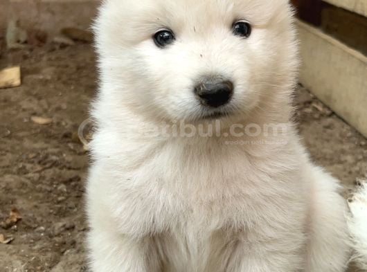 Kartopu Safkan Samoyed Yavrusu görsel