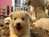Kartopu Safkan Samoyed Yavrusu