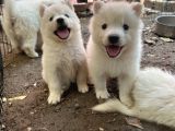 Kartopu Safkan Samoyed Yavrusu