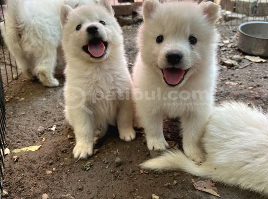 Kartopu Safkan Samoyed Yavrusu görsel
