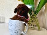 Di̇şi̇ Teacup Poodle  Mi̇ni̇k Boyut