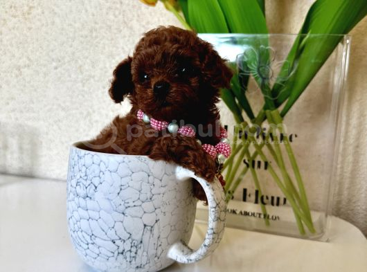 Di̇şi̇ Teacup Poodle  Mi̇ni̇k Boyut görsel