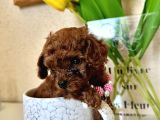 DİŞİ TEACUP POODLE  MİNİK BOYUT