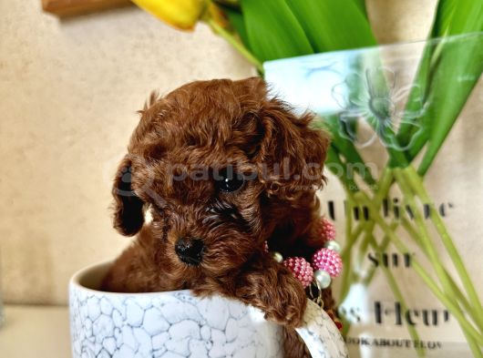 DİŞİ TEACUP POODLE  MİNİK BOYUT