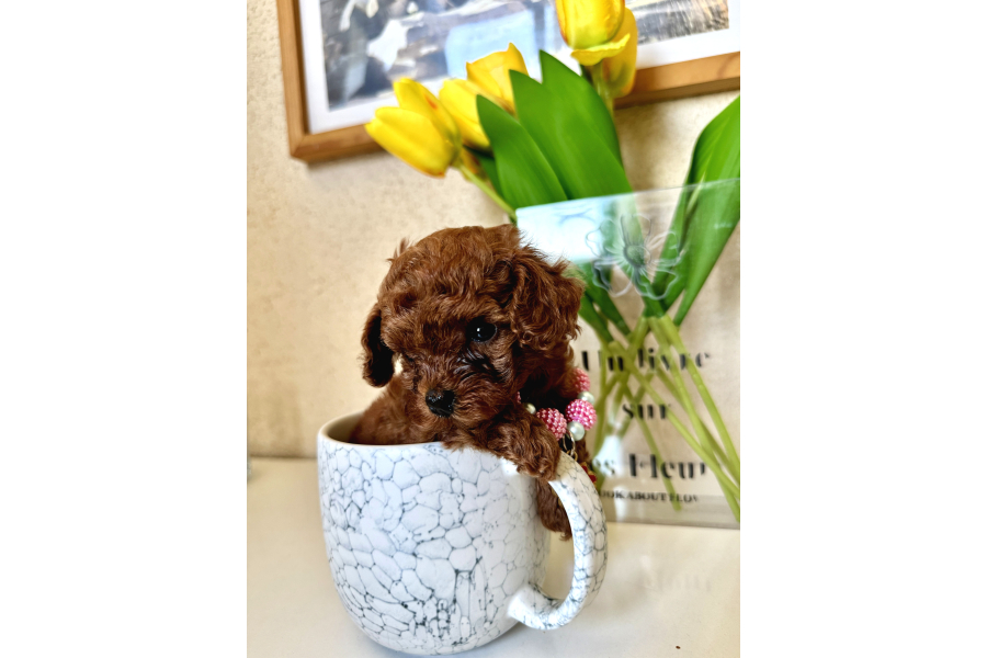 DİŞİ Teacup Poodle  Mİnİk Boyut