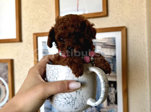 Di̇şi̇ Teacup Poodle  Mi̇ni̇k Boyut görsel