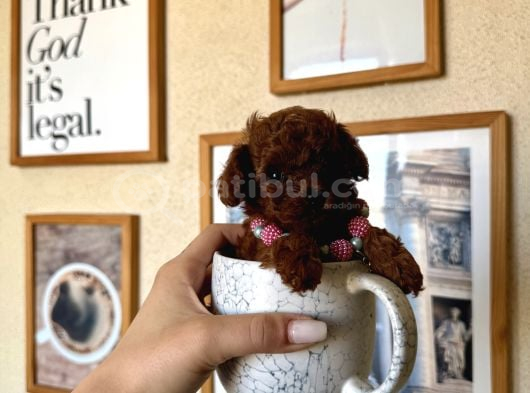 Di̇şi̇ Teacup Poodle  Mi̇ni̇k Boyut görsel