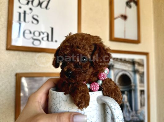 Di̇şi̇ Teacup Poodle  Mi̇ni̇k Boyut görsel