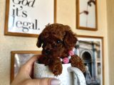 Safkan Orjinal Poodle Bebekler