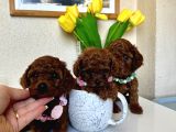 Safkan Orjinal Poodle Bebekler