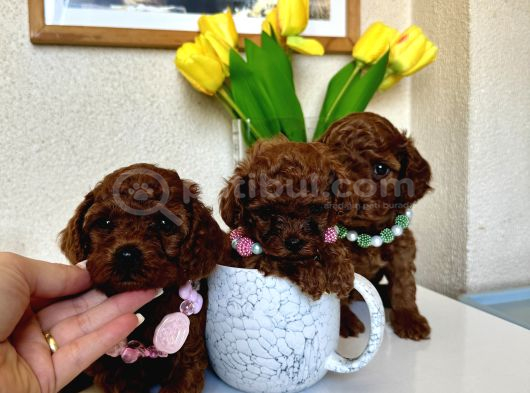 Safkan Orjinal Poodle Bebekler görsel