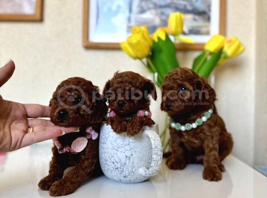 Safkan Orjinal Poodle Bebekler