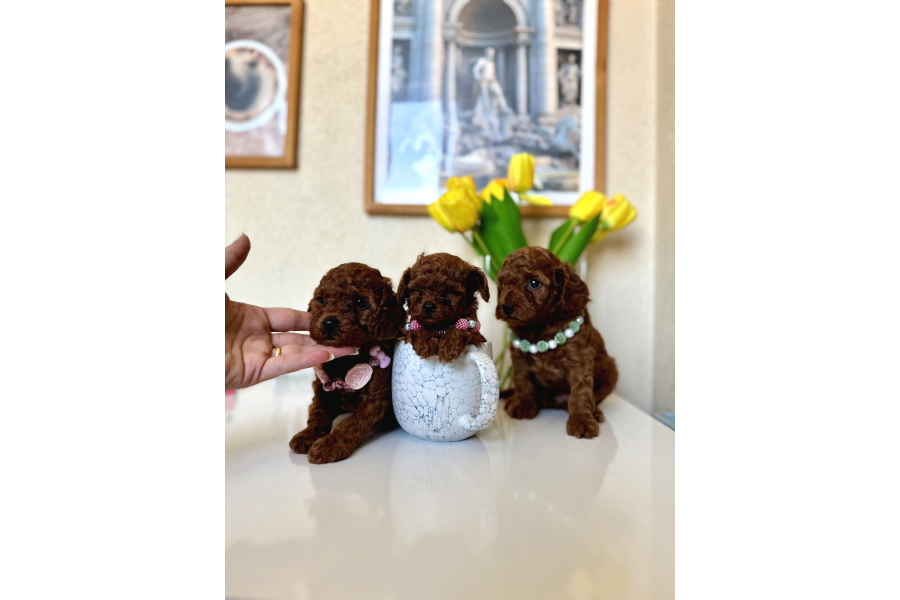 Safkan Orjinal Poodle Bebekler