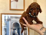 Safkan Orjinal Poodle Bebekler