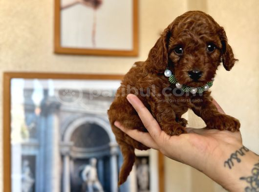 Safkan Orjinal Poodle Bebekler görsel