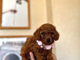 Safkan Orjinal Poodle Bebekler