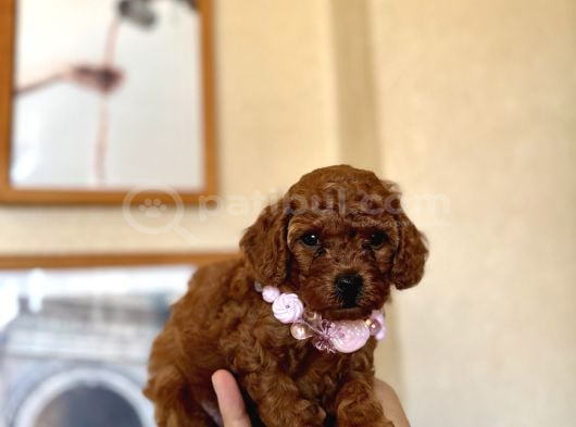 Safkan Orjinal Poodle Bebekler görsel