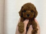 IRKININ GÜZELİ TOY POODLE