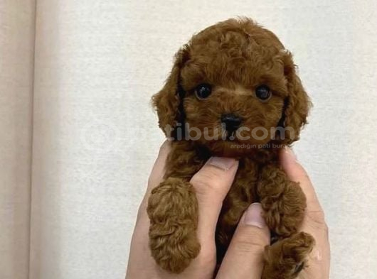 IRKININ GÜZELİ TOY POODLE