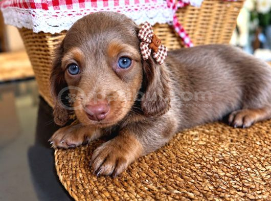 Long Hair Dachshund-Sosis görsel