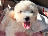 3 Aylık Yavru Maltipoo