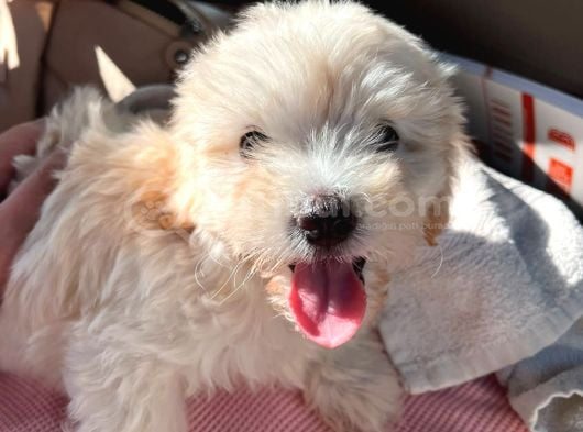 3 Aylık Yavru Maltipoo görsel
