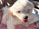 3 Aylık Yavru Maltipoo